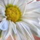 Image for article titled Shooting Challenge: Focus Stacking Gallery